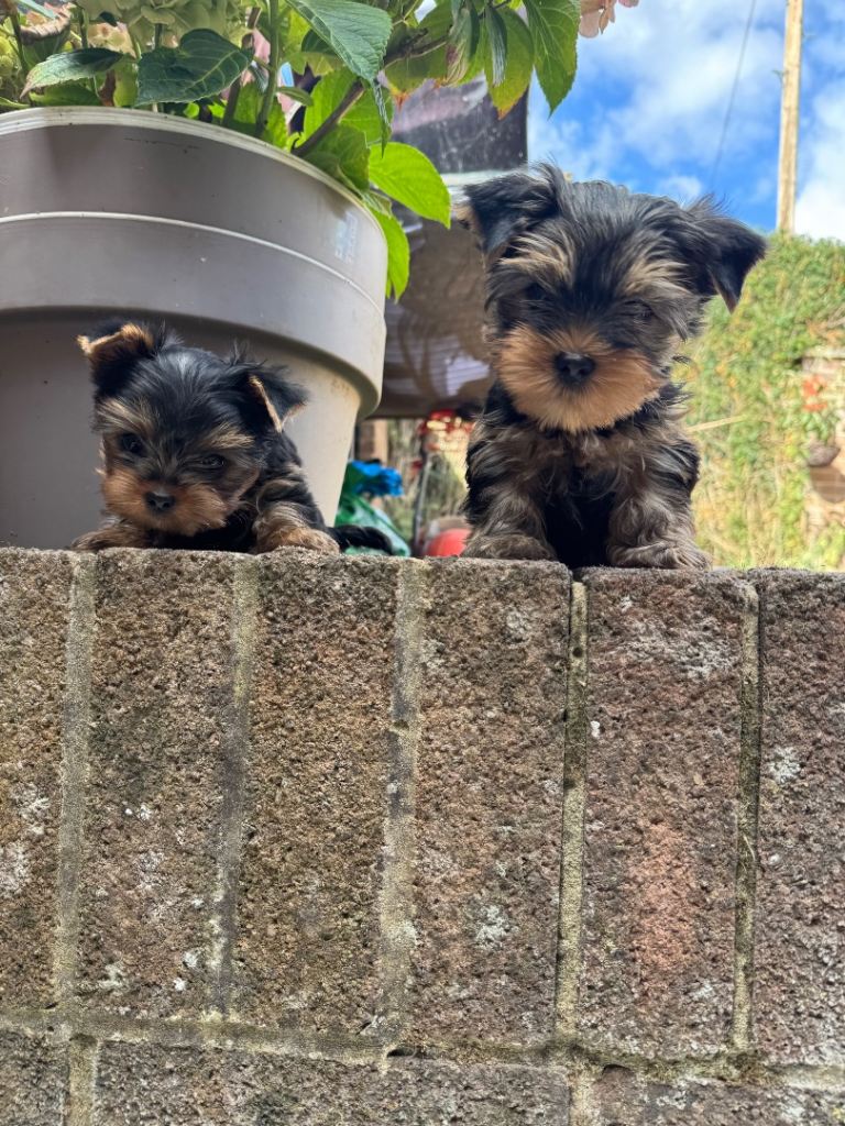 Miniature Yorkshire terrier