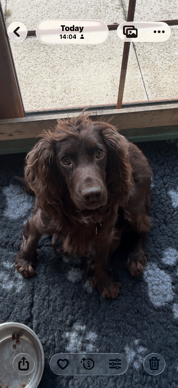 Chocolate Cocker Spaniel puppies 