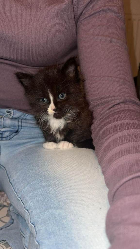 Maine Coon cross kittens