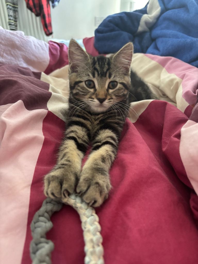 Last Kitten – Extremely Affectionate Bengal Mix Girl 🩷