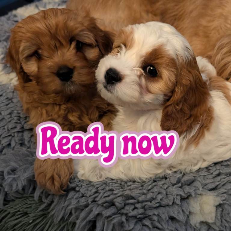 F2 Cavapoo's 