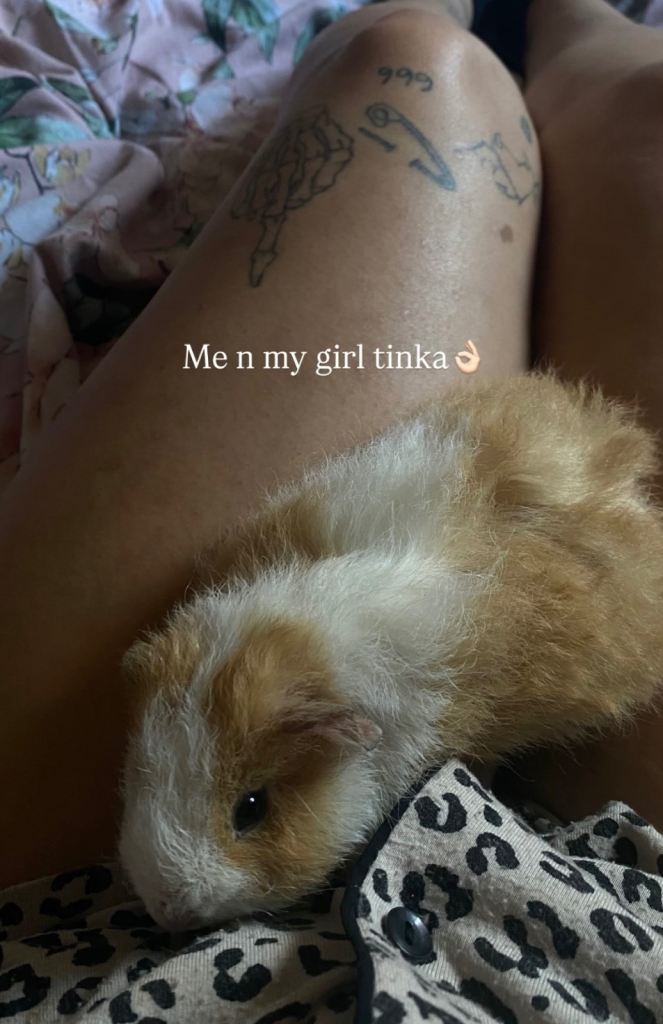 Two female guinea pigs
