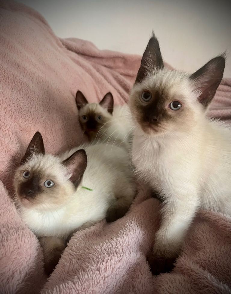 ⭐️Siamese x Ragdoll kittens⭐️