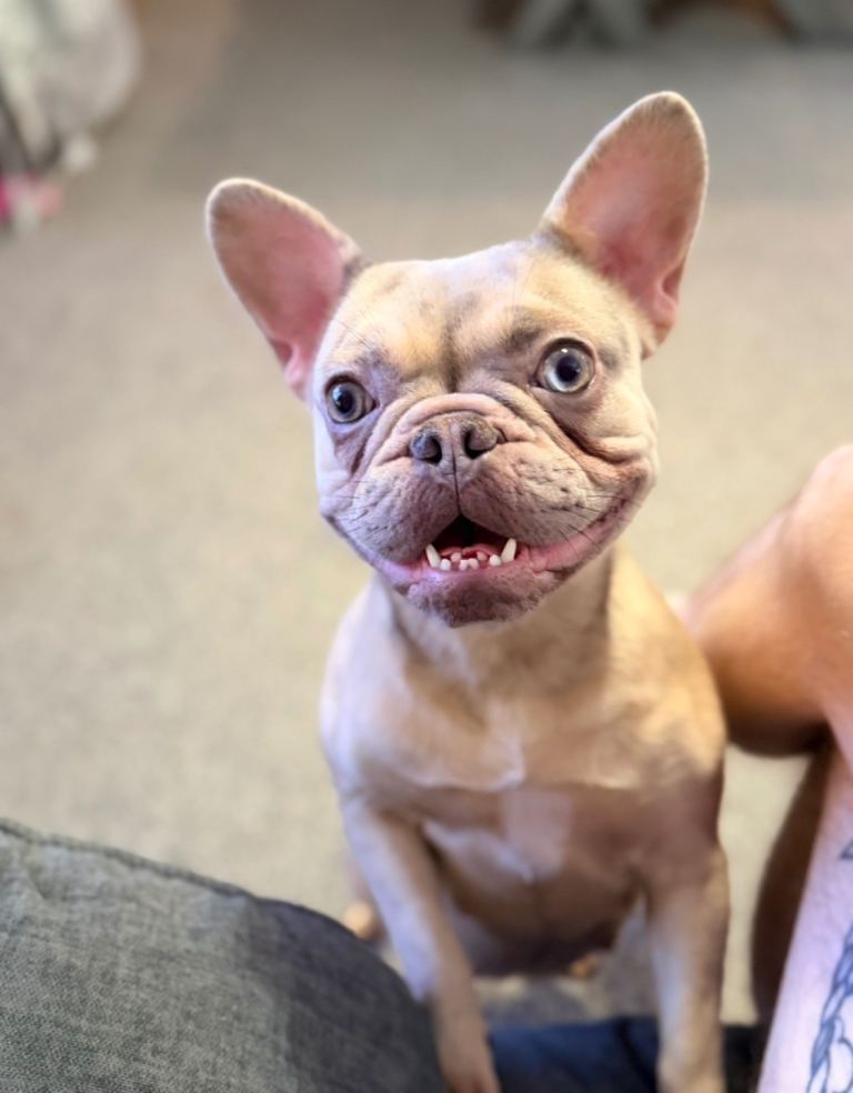 French Bulldog