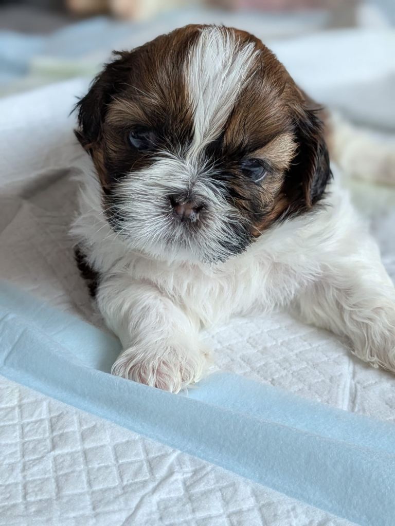 Imperial Shih Tzu pups 