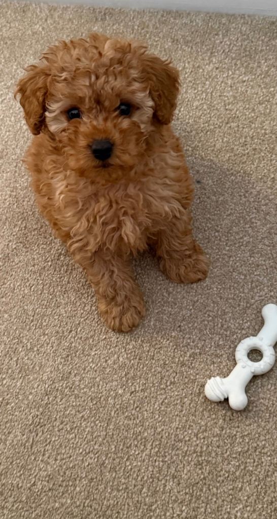 Toy Maltipoo 