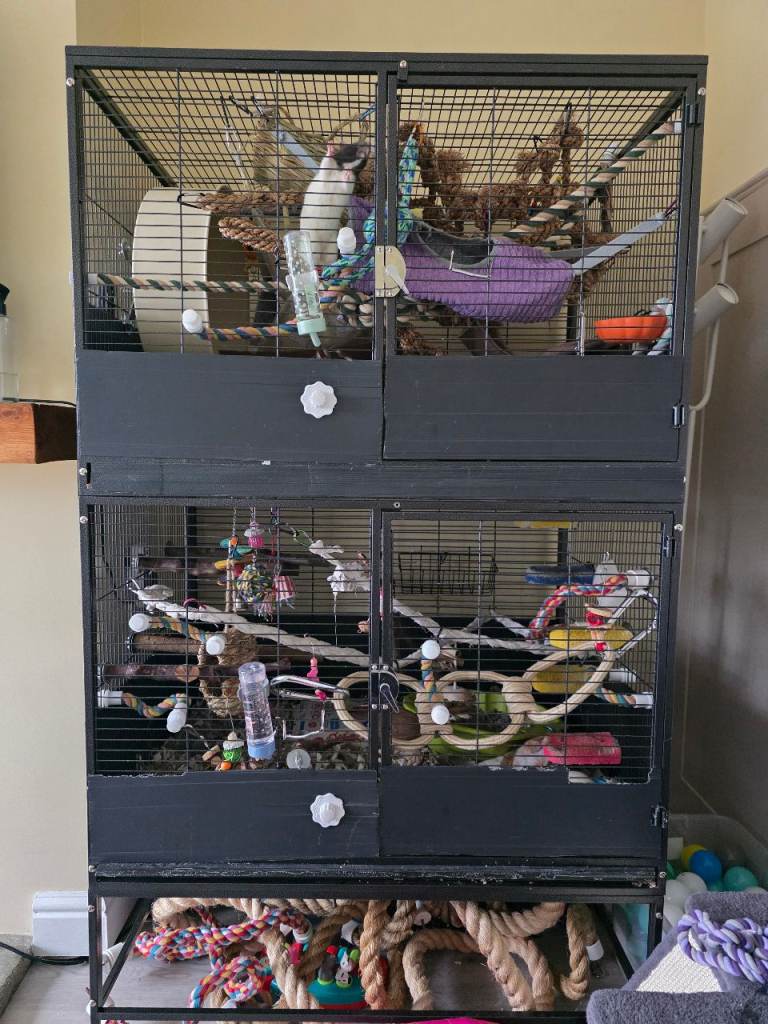 EMPTY Rat Cage