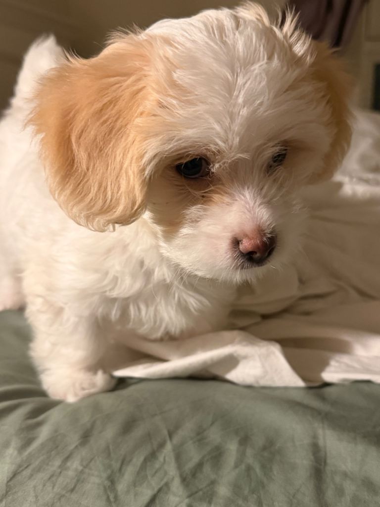 Bichon/ Maltese puppy 