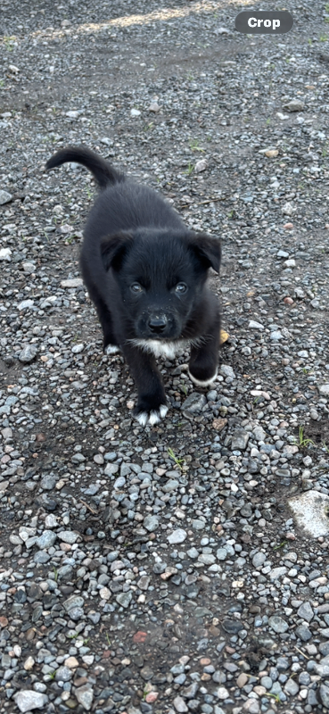 4 collie / blue merl pups for sale