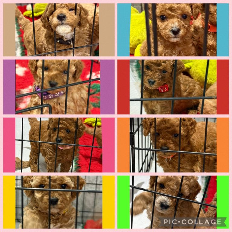 Cavapoo F1B puppies 4 girls 2 boys 