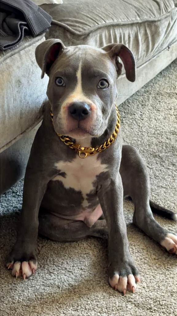 13 week old puppy staff x cane corso