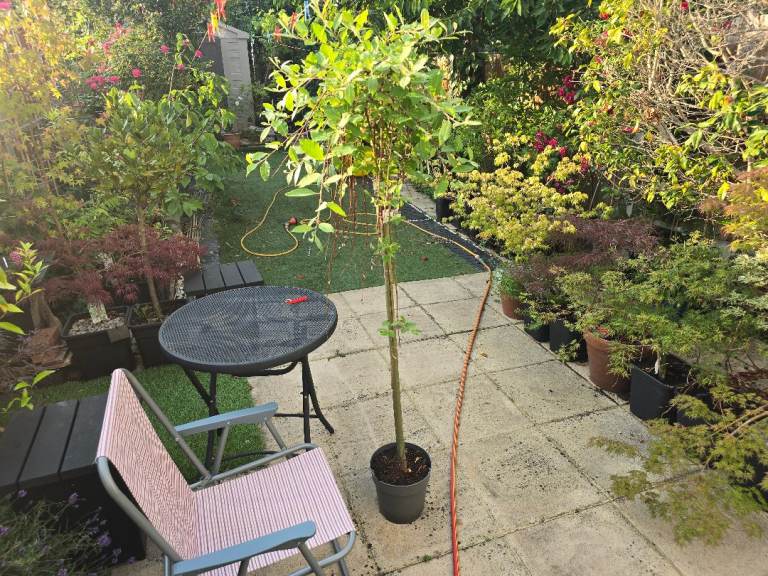 Salix caprea Kilmarnock standard tree plant
