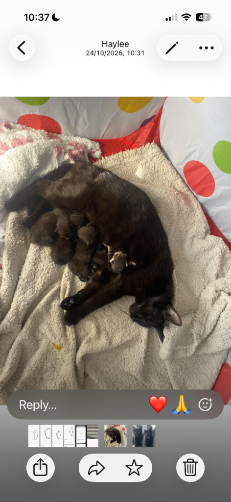 Kittens