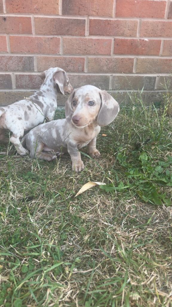 Miniature dachshund puppiee