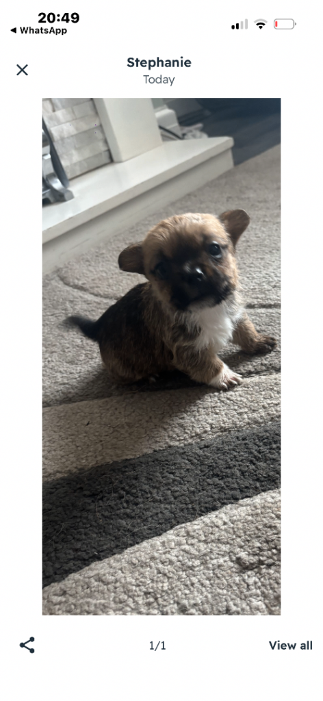 Puppies