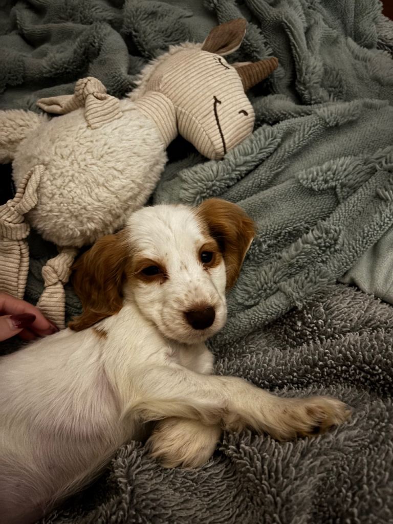 Cooker spaniel 10 weeks old puppy 