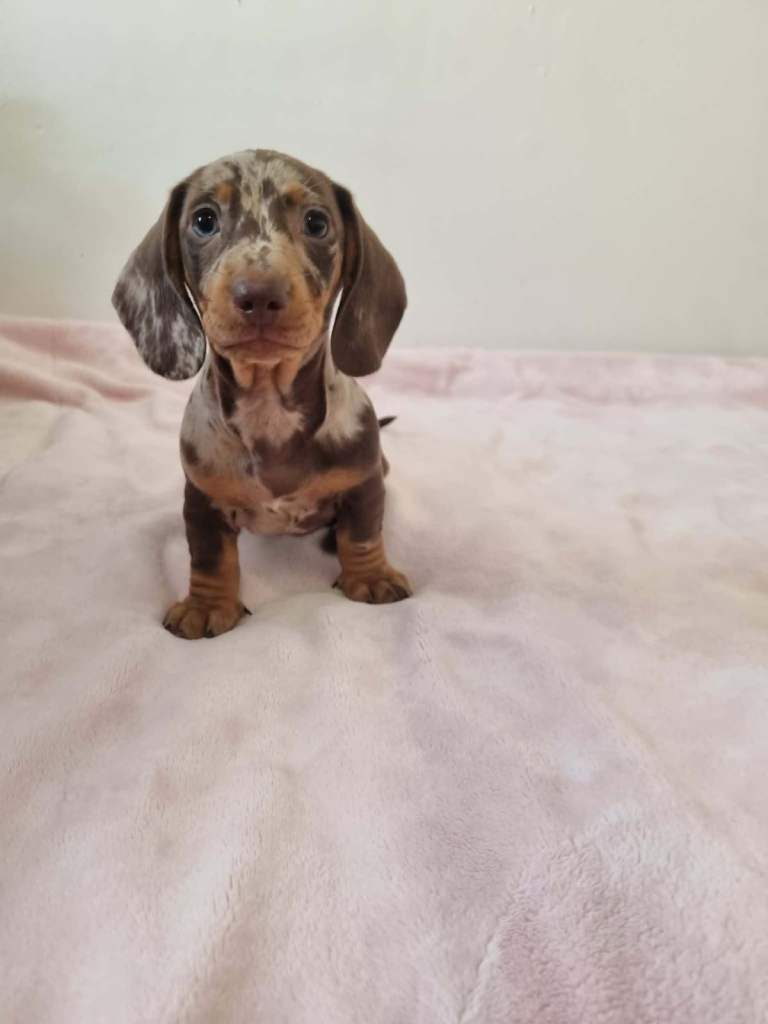 Beautiful little puppies 