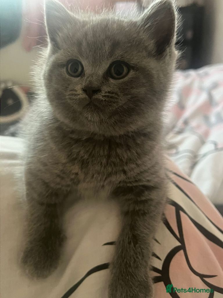 Grey British shorthair Kitten