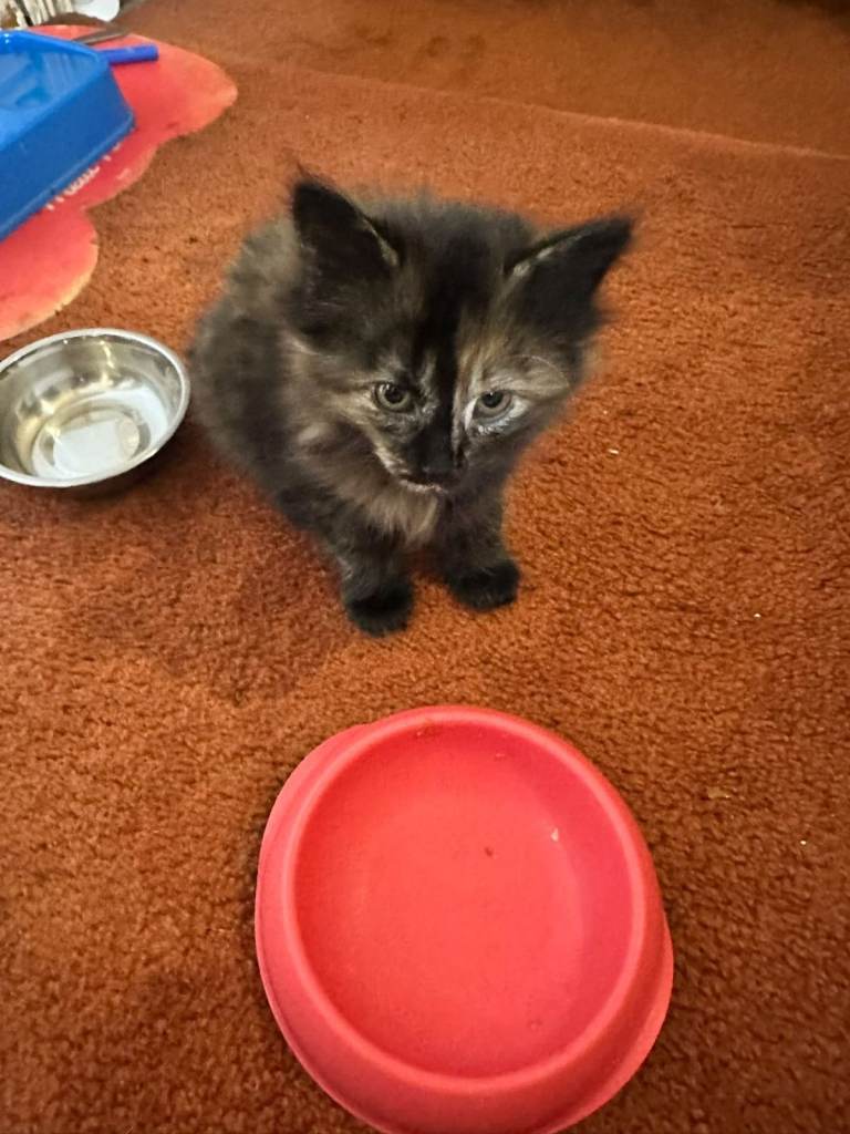 Cute Tortoise Kittens for Sale
