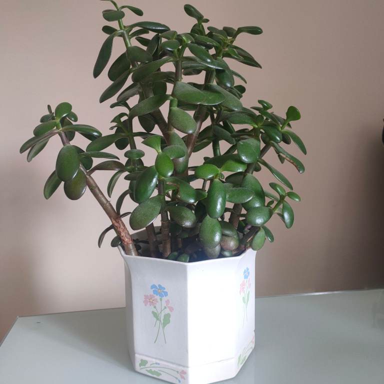 Jade Plant Crassula Ovata Indoor House Money Plant