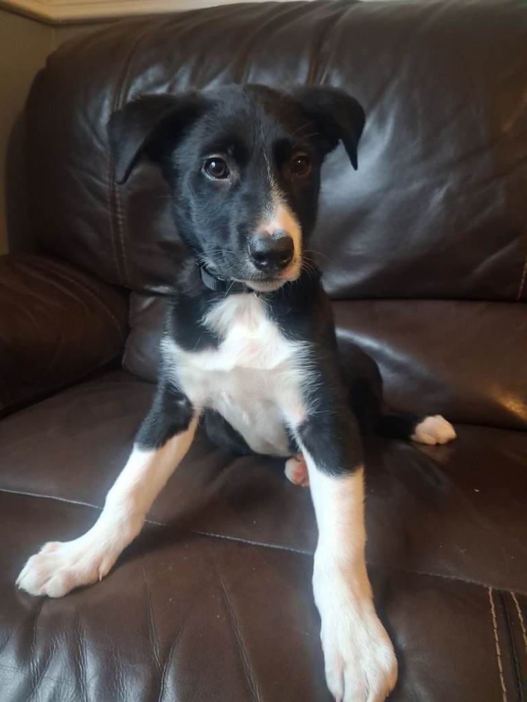 12 weak old border collie pup male 