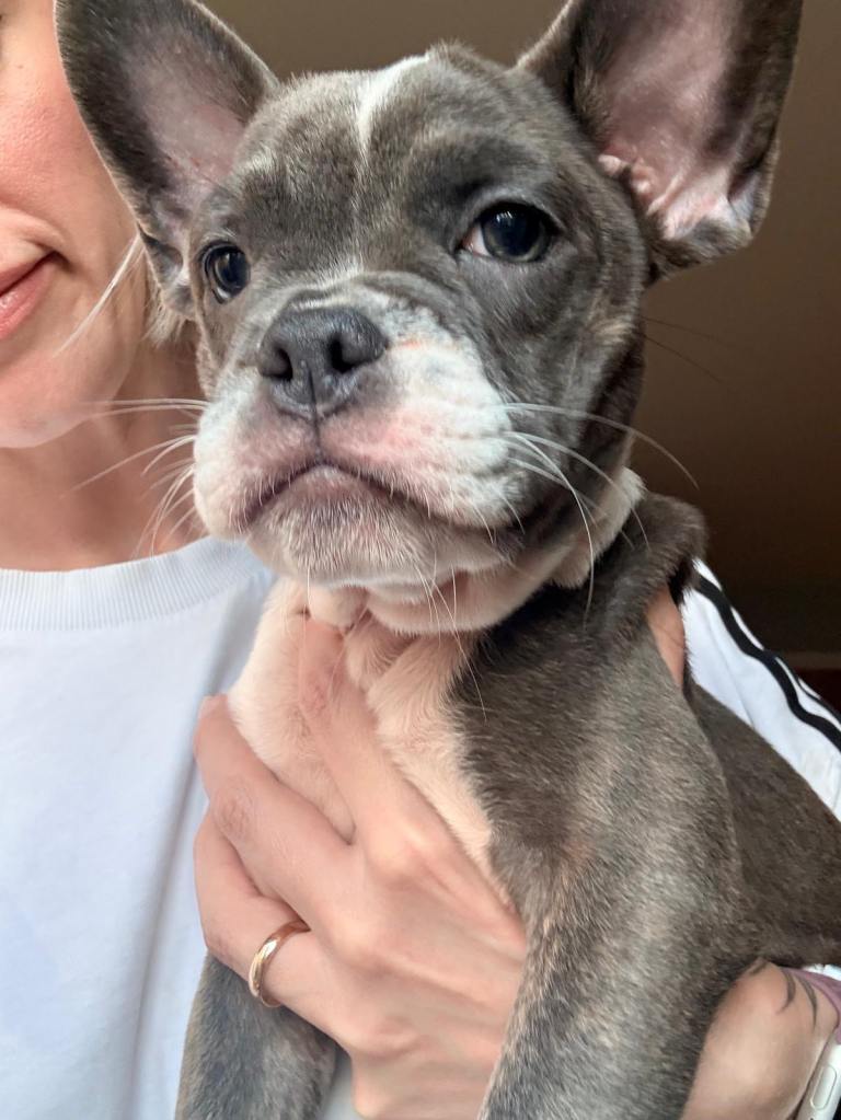 Beautiful French Bulldog x English Bulldog Puppies – 4 Boys & 4 Girls