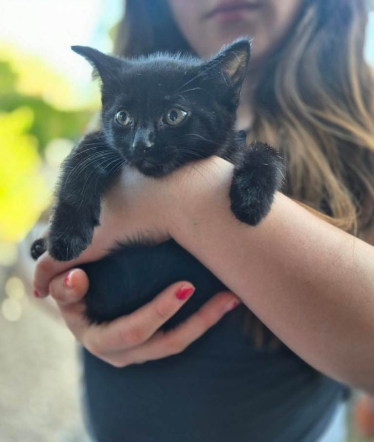 4 gorgeous black kittens