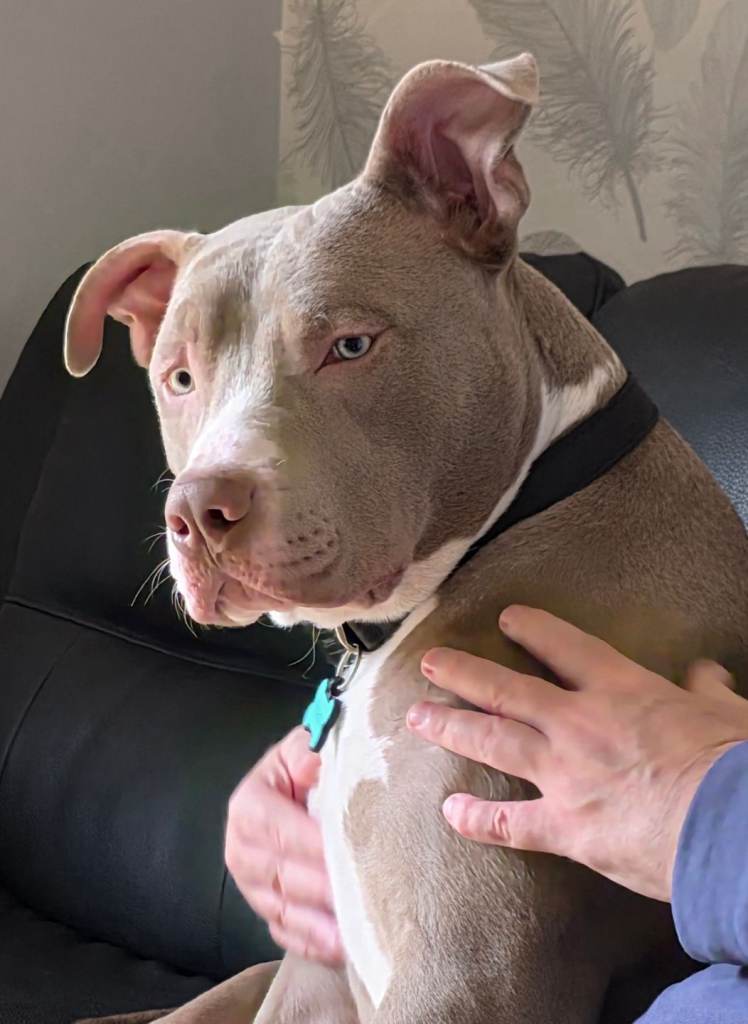 Big mixed breed 