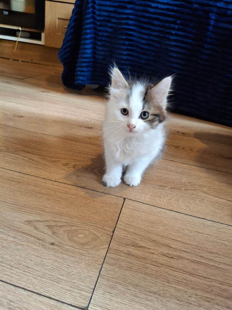 🐾 4 Adorable Kittens available – £50 each 🐾