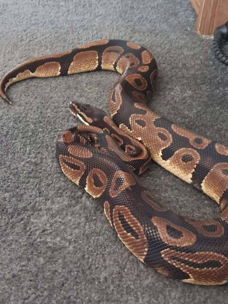 4 x royal/ ball pythons and vivariums
