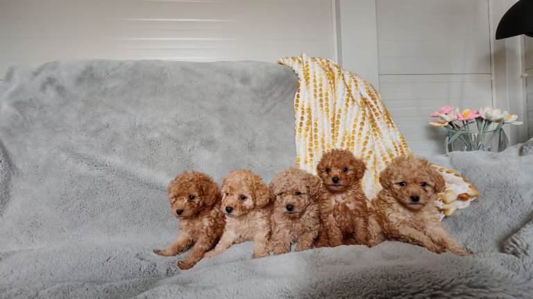 Toy poodle pups for sale
