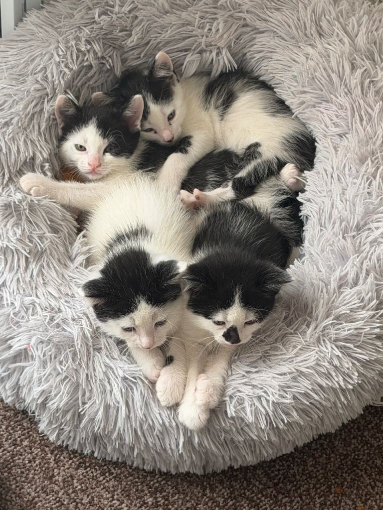 Kittens 