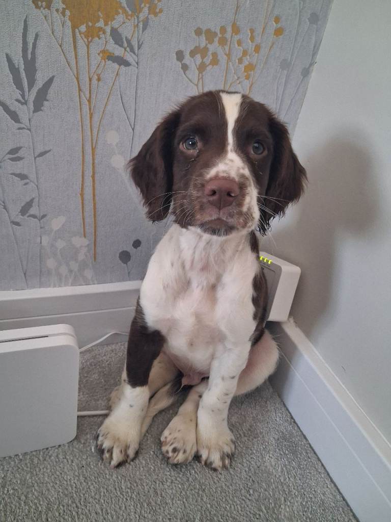 KC English Springer Spaniel 