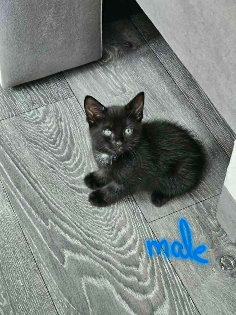 kittens