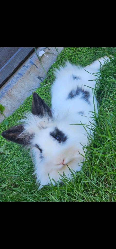 rabbit hutch and rabbit 