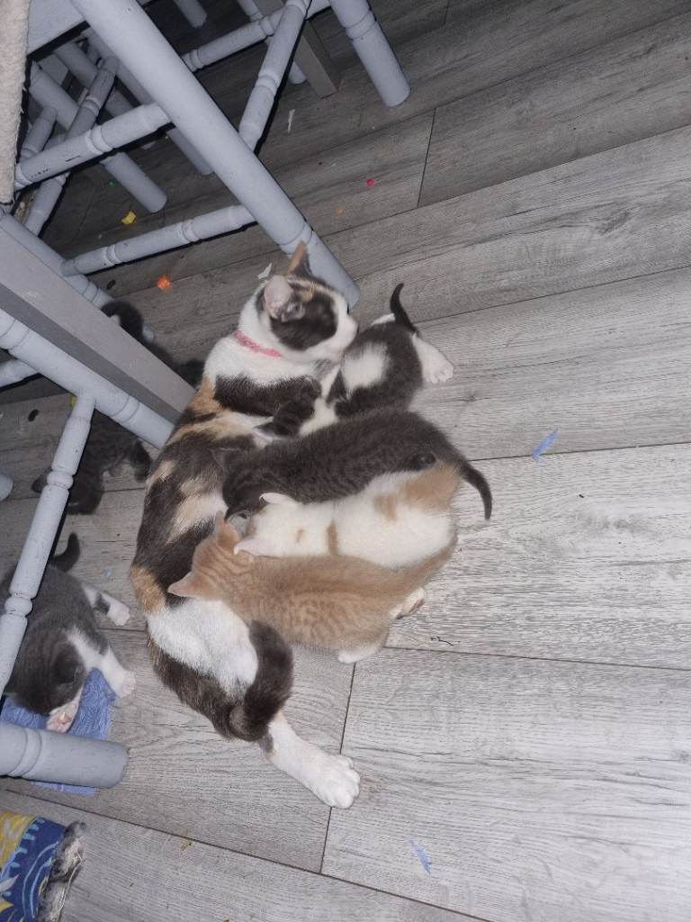Stunning kittens looking for there forever homes 