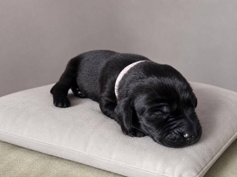 Labrador Retriever puppy