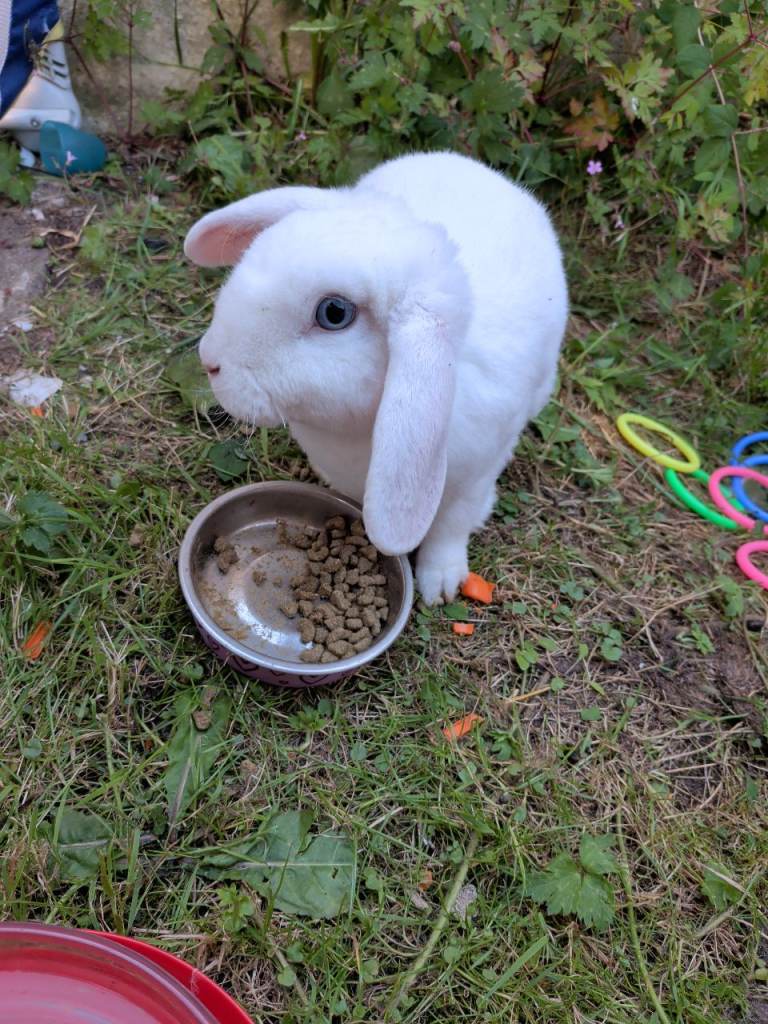 Pair of female bonded rabbits 