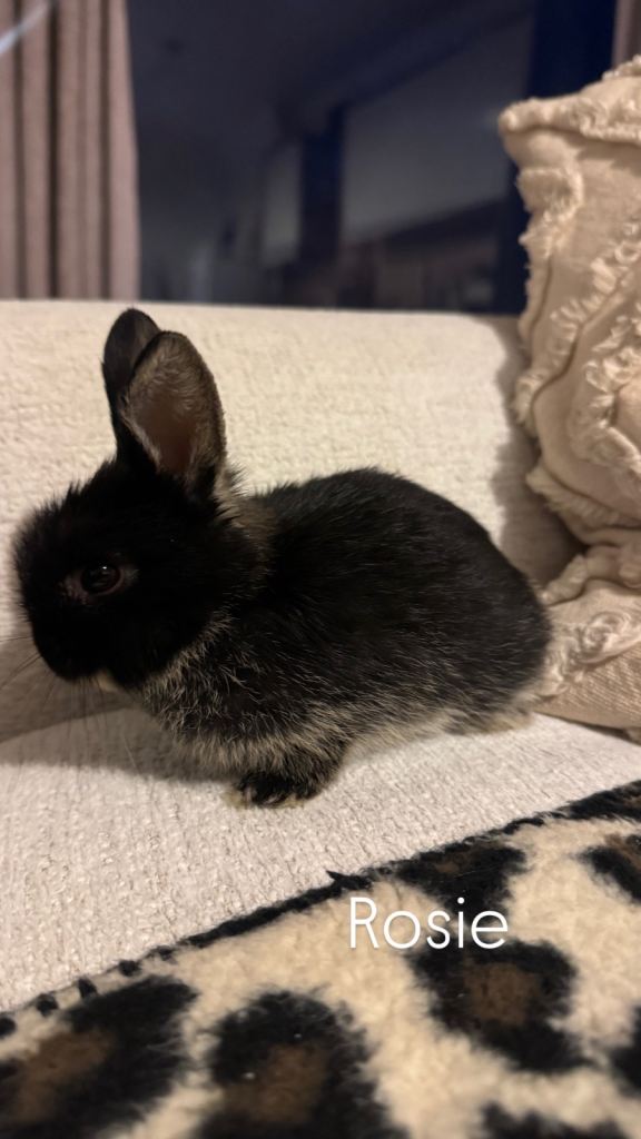 Female Netherland Dwarf x Lop Rabbits – Friendly & Handled