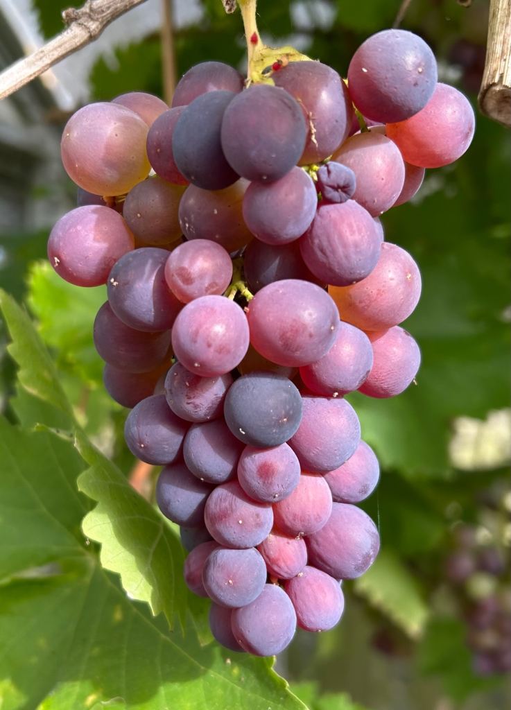 Freshly Grown Purple Grapes - Ready to Pick (best before 3 - 10 Oct)