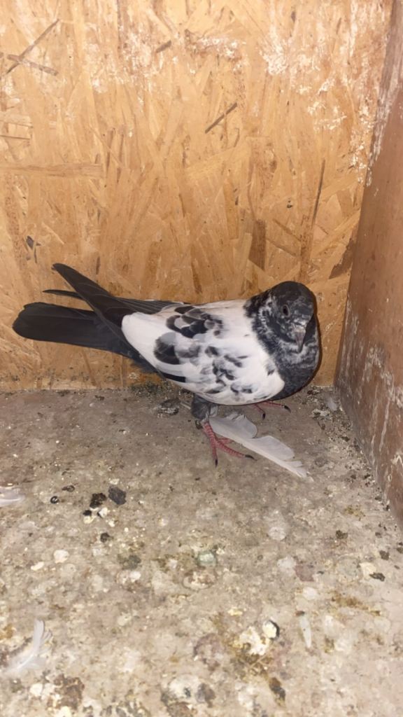 35wala Pakistani Highflyer Pigeon for Sale - Healthy and Active