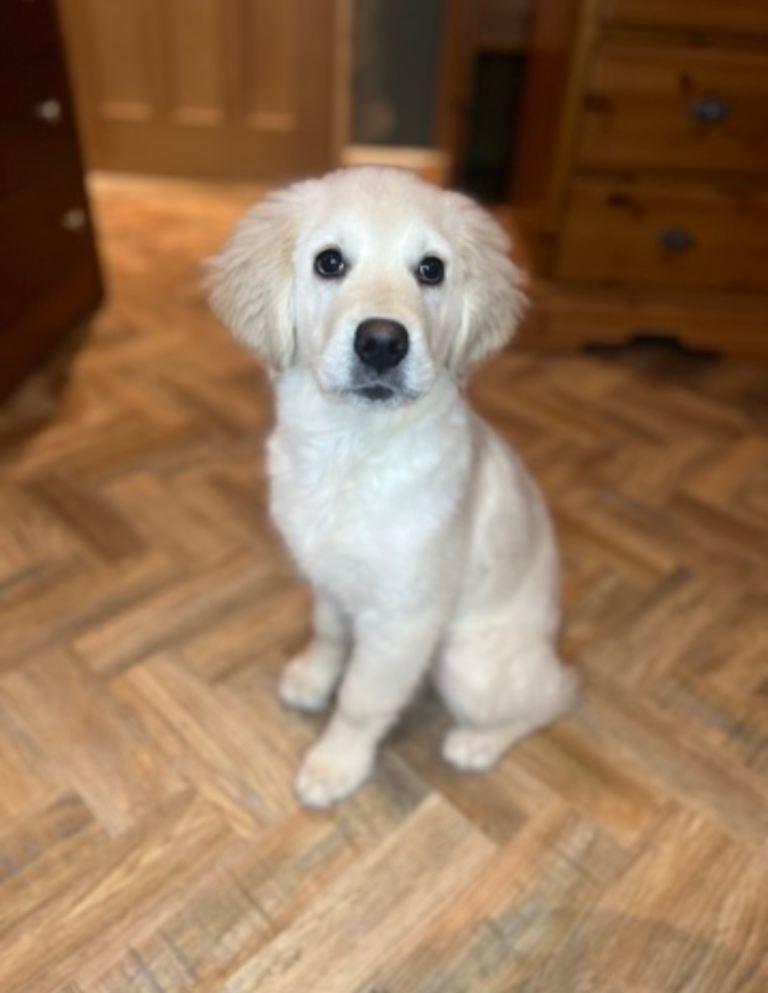 Golden Retriever Puppy Female 