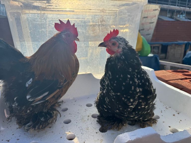 Healthy Mix Breed Chicken / Hens 