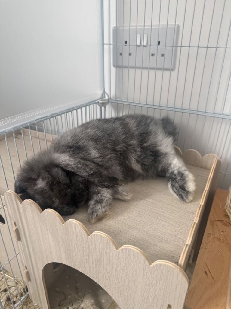 Grey Mini Lop Bunny