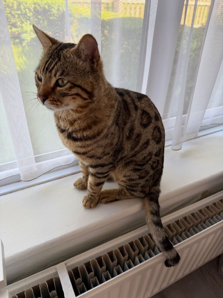 2 year old male Bengal 