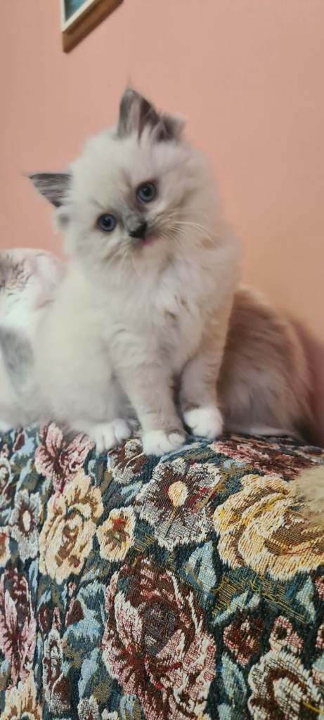 Adorable Ragdoll kitten