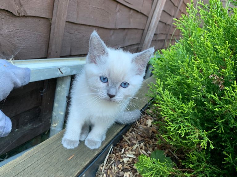 Female kittens for sale 