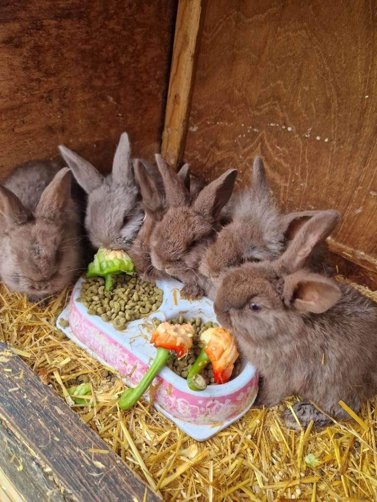 Stunning rabbits (choc & silver colours mixed) ready in 2 weeks