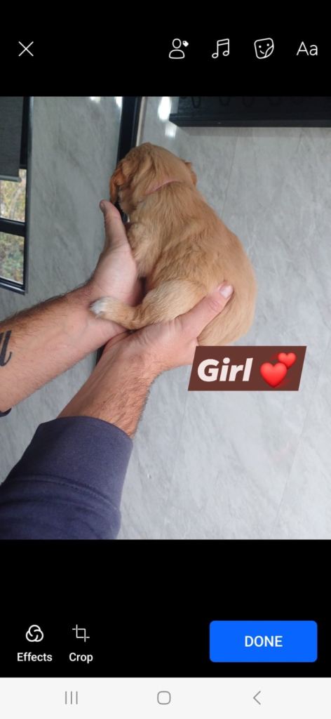 golden retriever READY TO LEAVE NOW