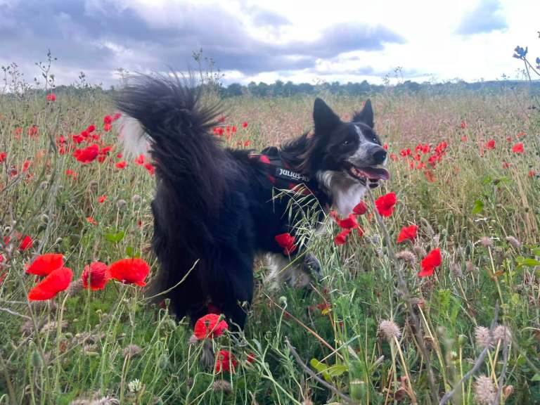 Looking for a loving family to look after our beloved Harley